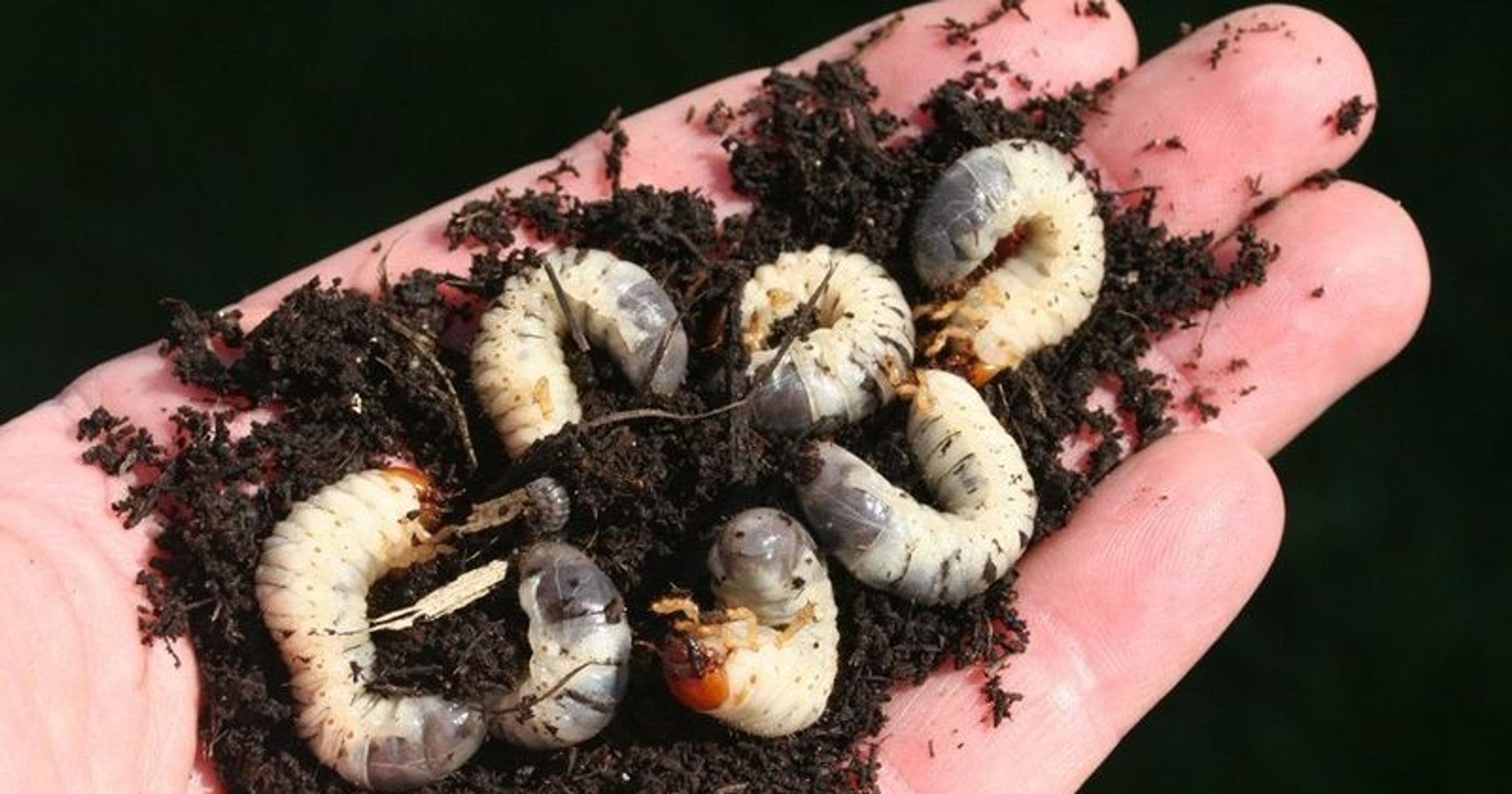 How to Control Grubs in Blueberries: Organic & Conventional Methods