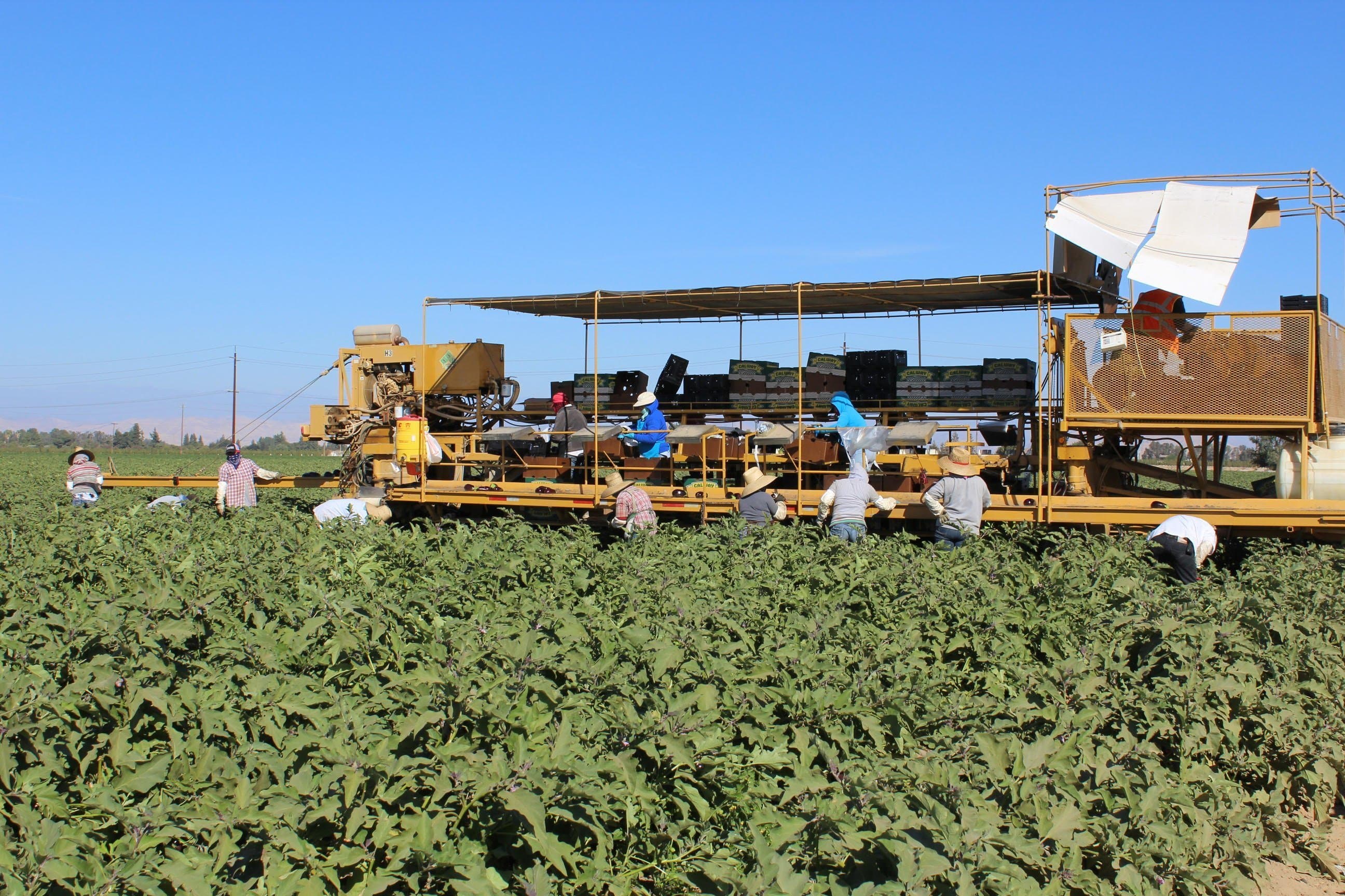 USDA Launches New Farmers.gov Features to Help with H2A Applications, Managing Loans