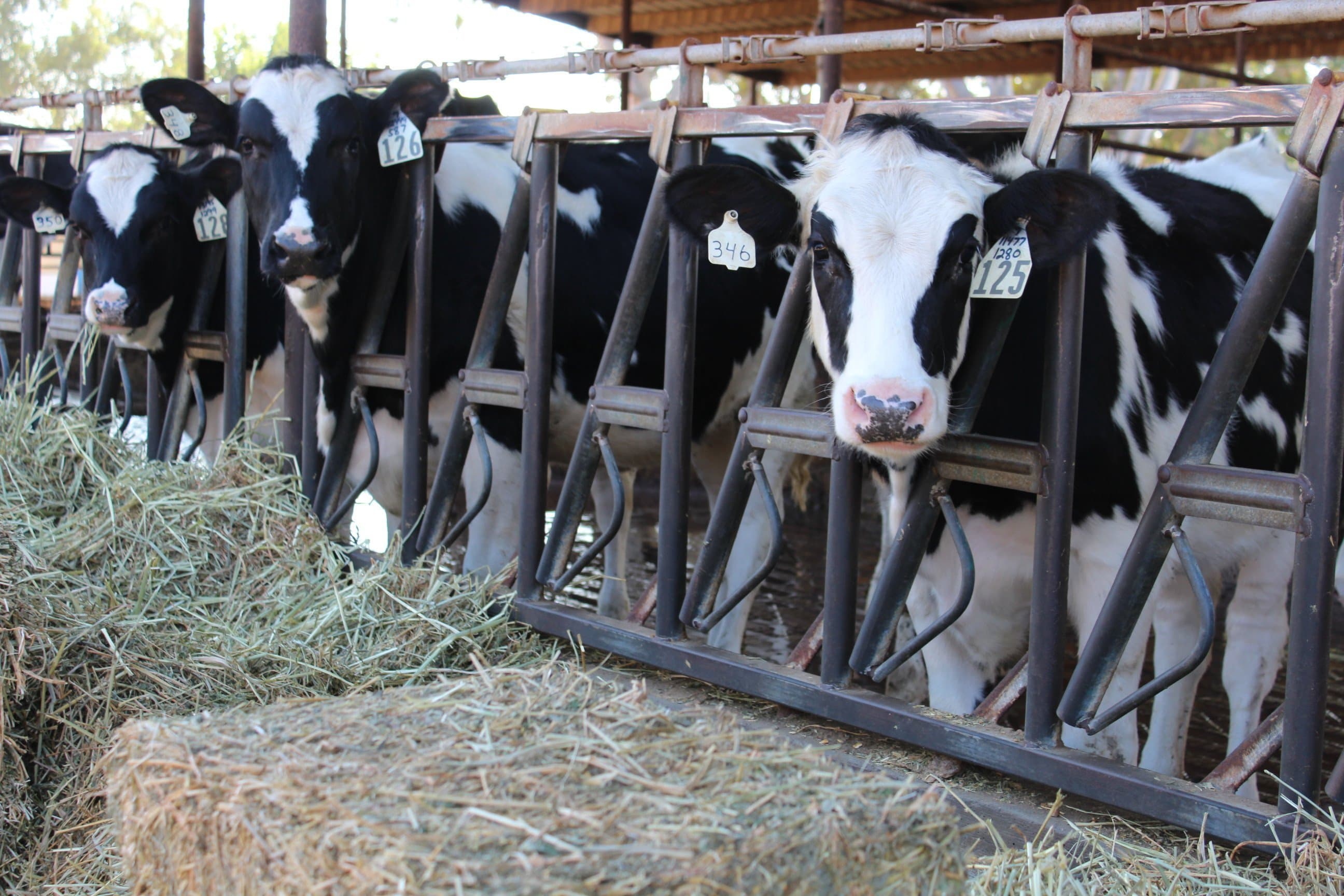 United Dairy Families of California Forms to Resolve Quota Dispute