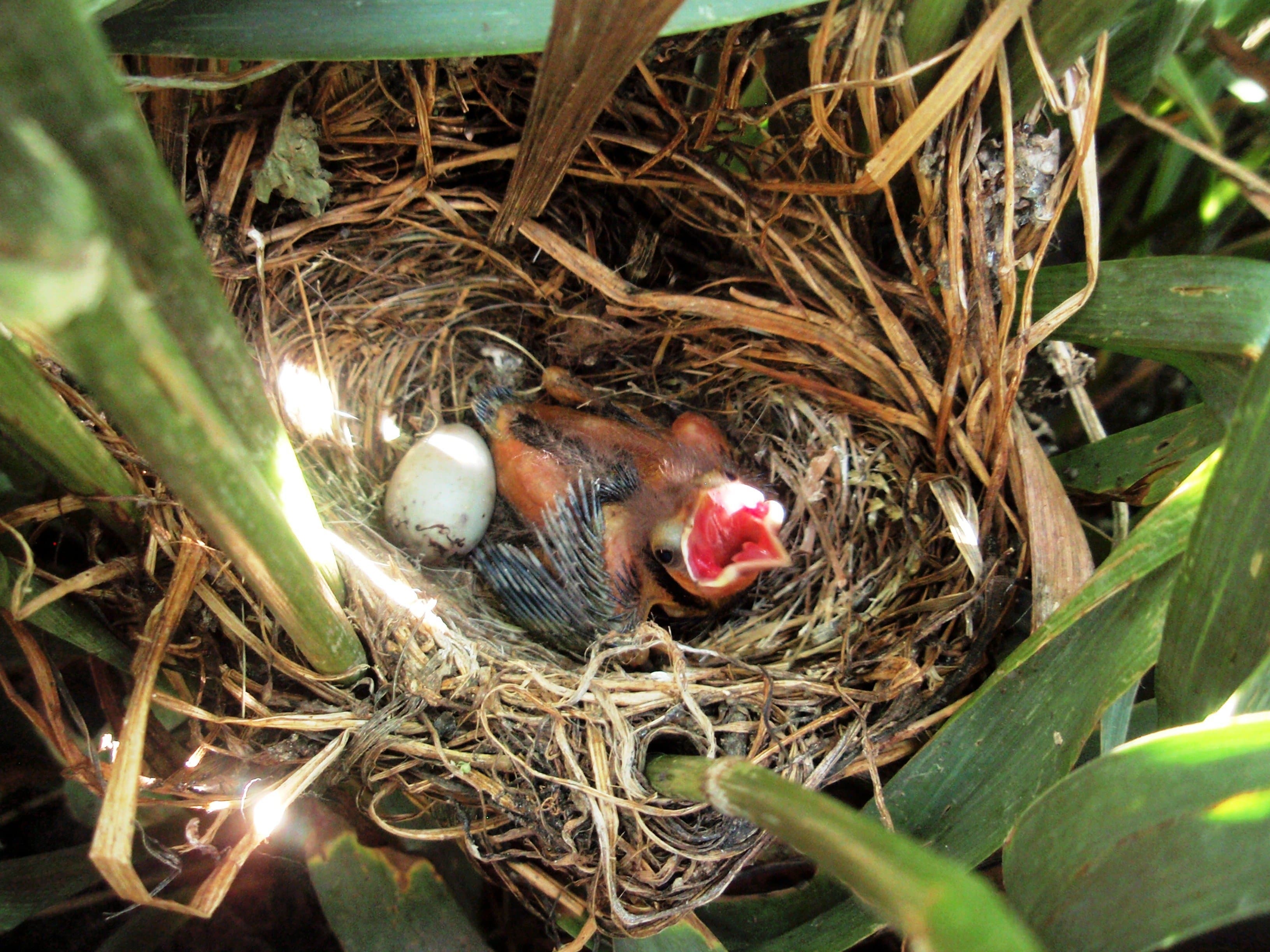 California Dairy Family Provides Habitat for 25,000 Imperiled Birds