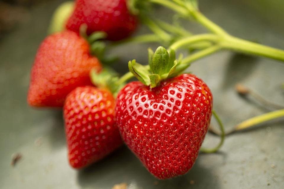 UC Davis Releases 5 New Strawberry Varieties