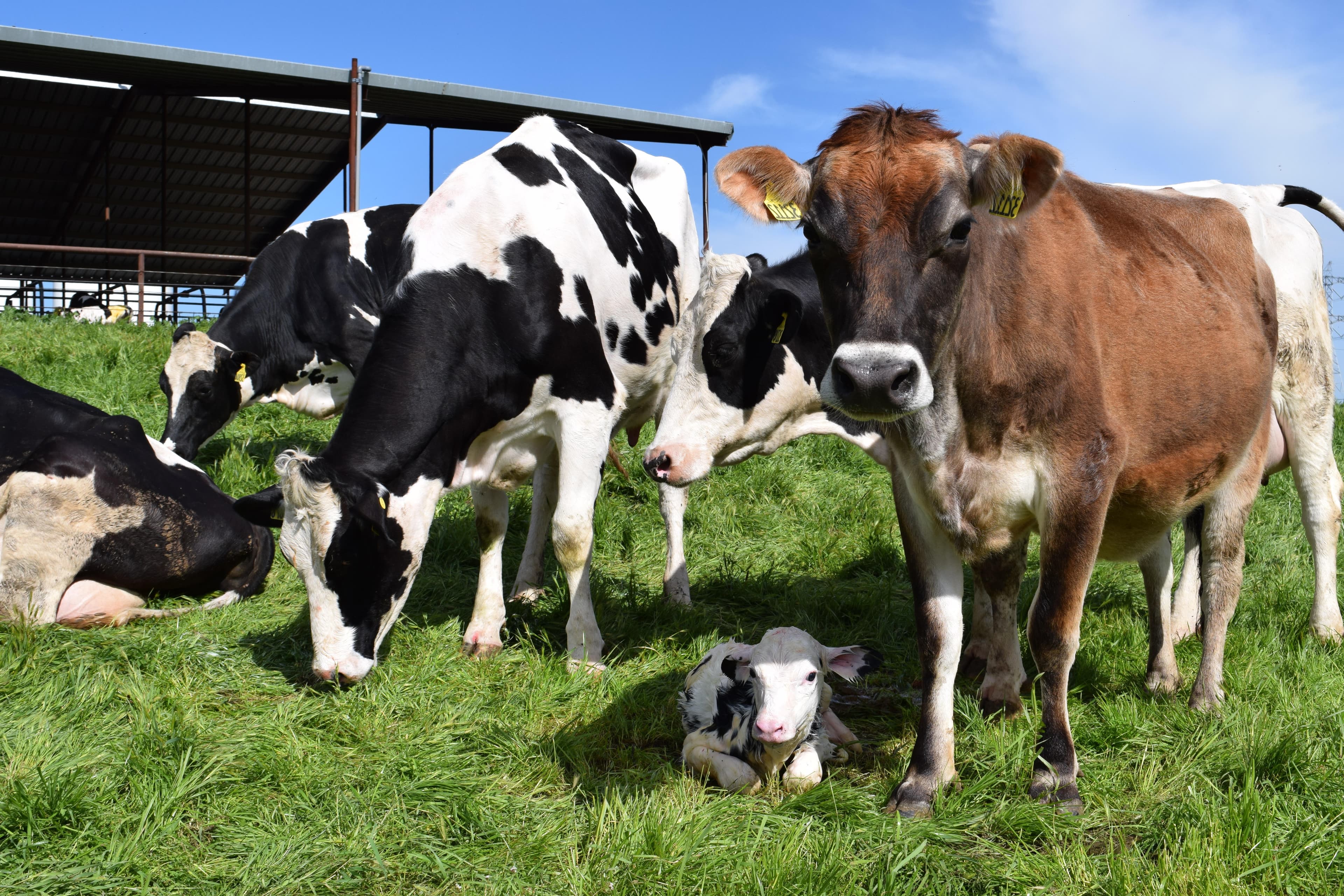 USDA Now Making Payments for New Dairy Margin Coverage Program