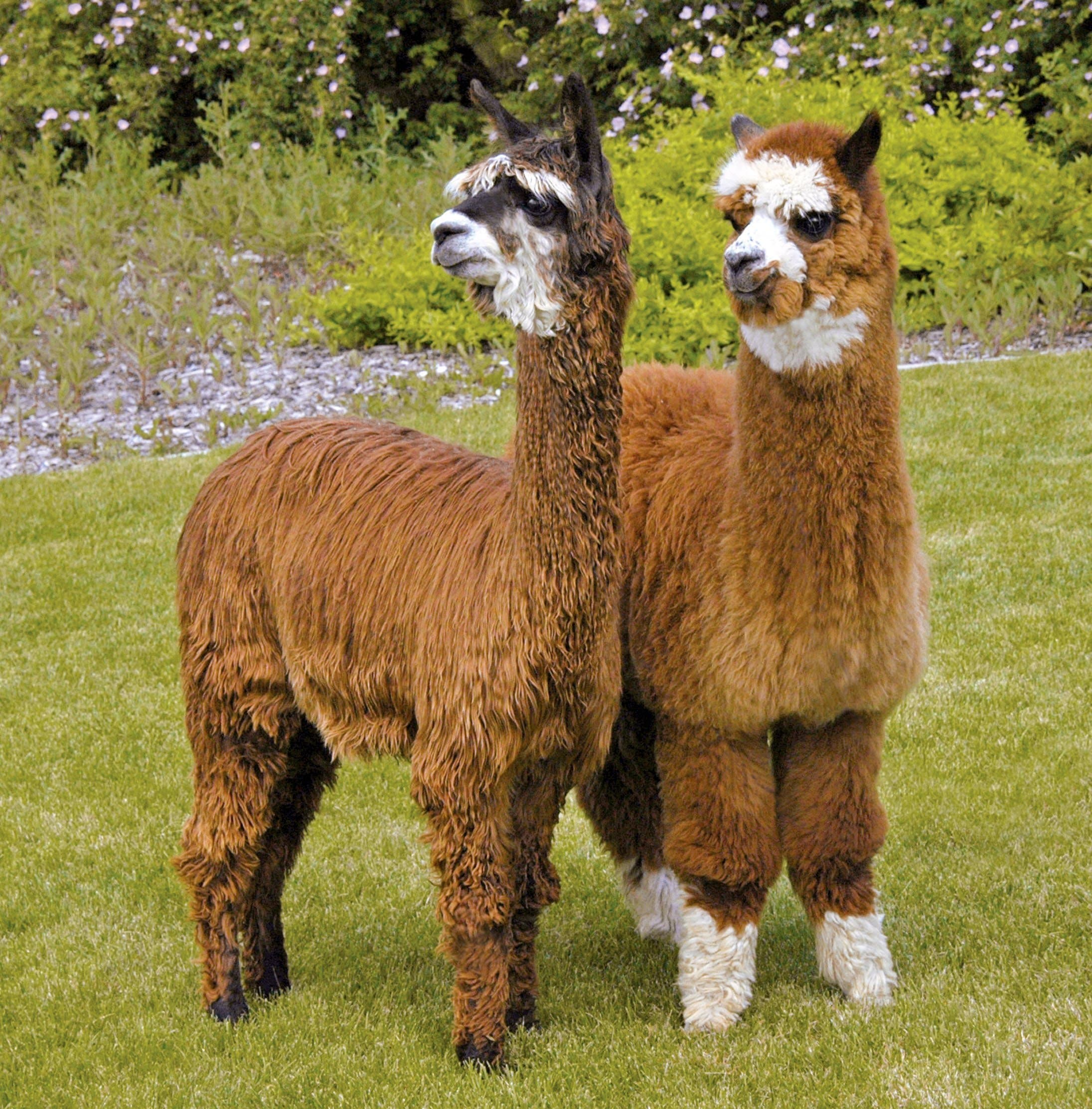 Alpaca Farms Nationwide Celebrate National Alpaca Farm Days