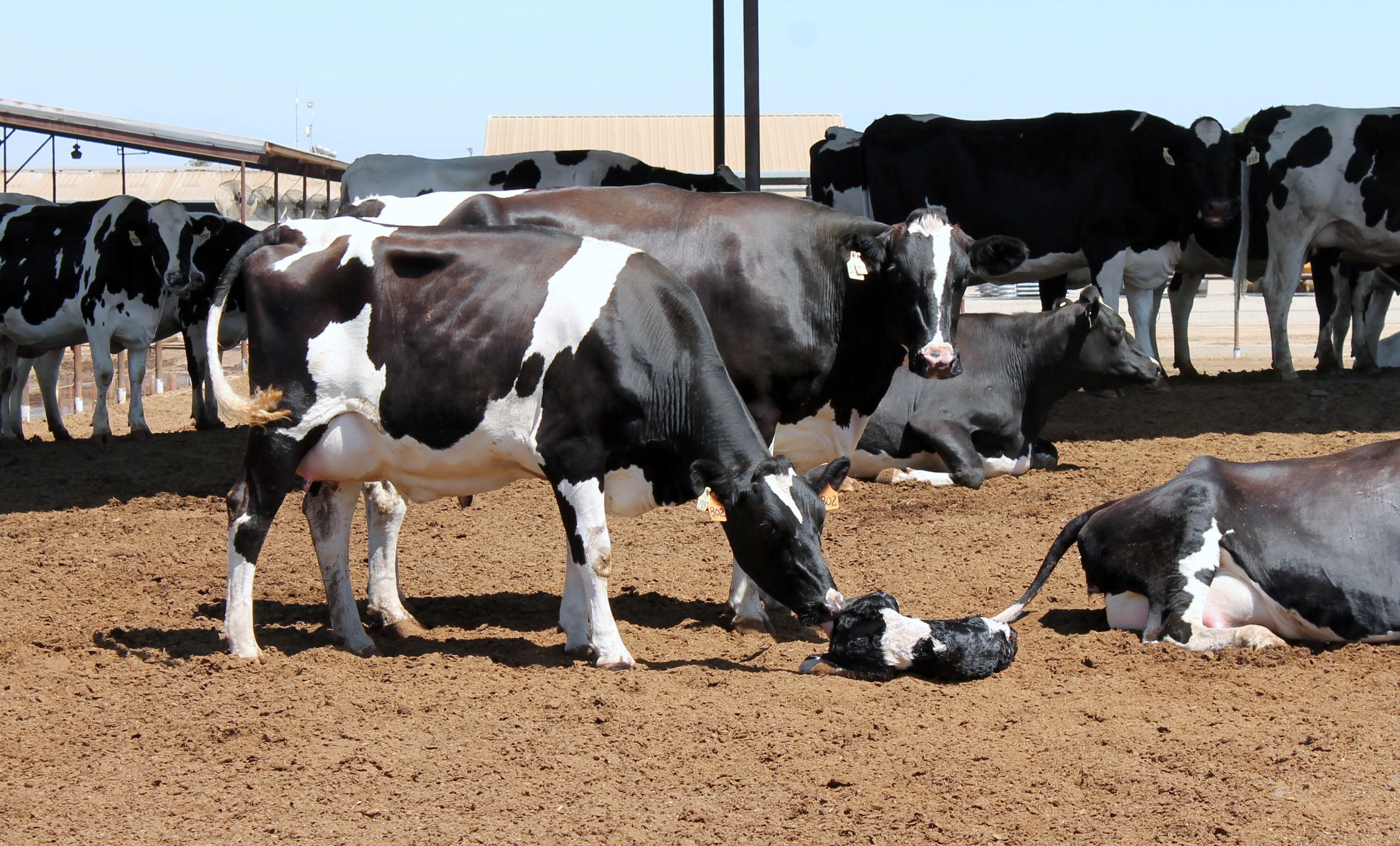 New Signup Deadline for Dairy Margin Coverage is September 27