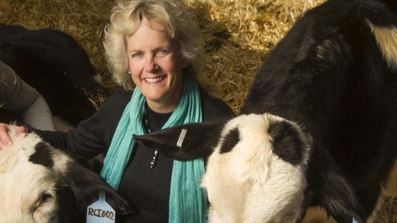 Genome-Edited Bull Passes on Hornless Trait to Calves