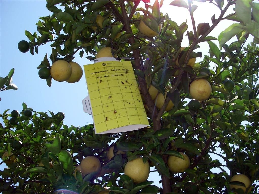 Detection of Citrus Disease Huanglongbing Triggers Quarantine Expansion in Portions of San Bernardino and Los Angeles Counties