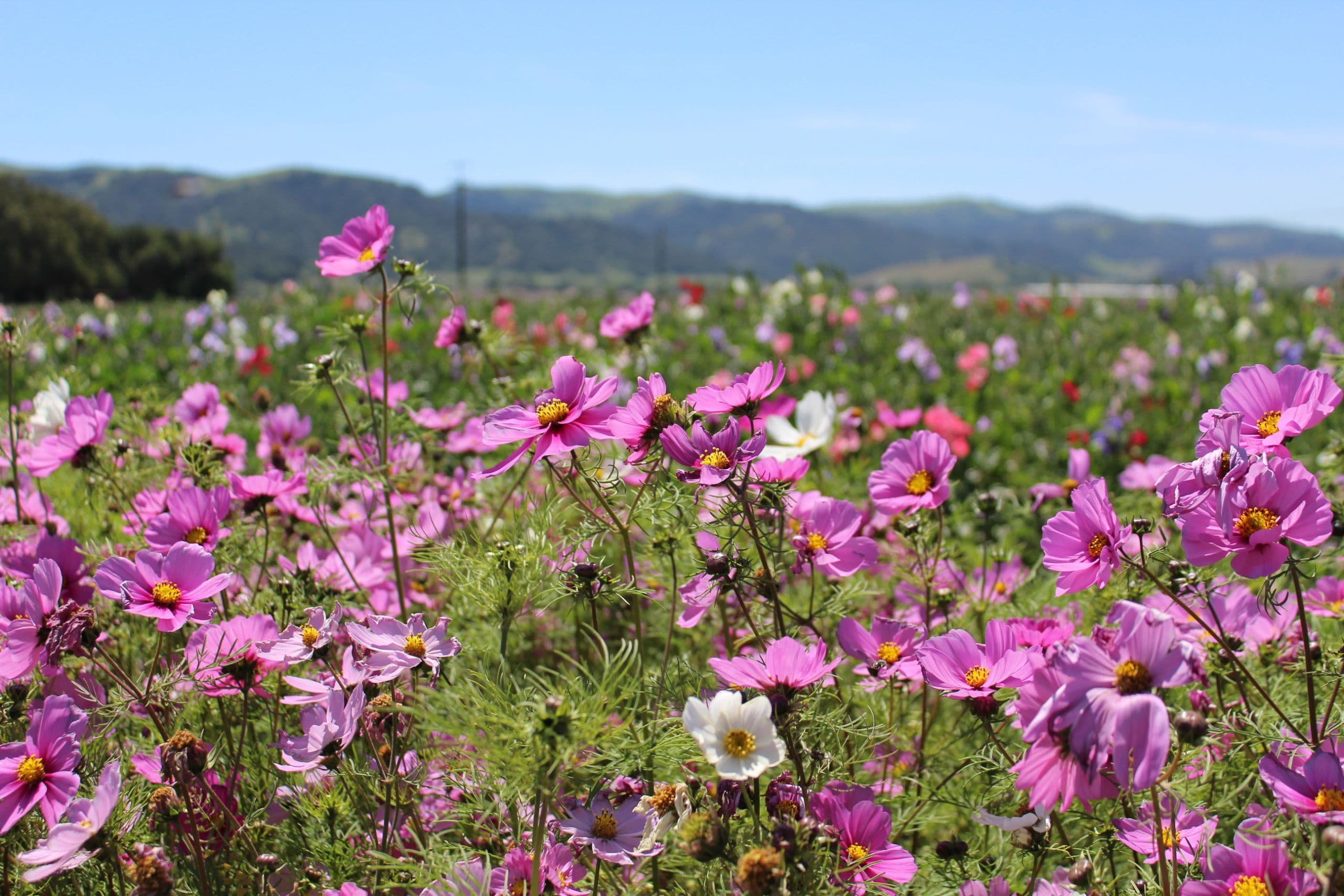 American Farmland Trust Releases First-Ever CA Non-Operating Landowner Survey Results