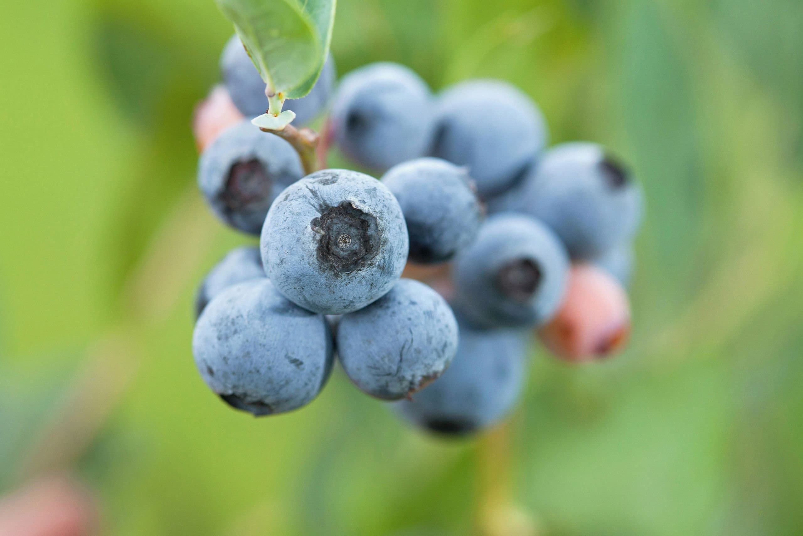 U.S. Dept of Labor Investigation of Blueberry Grower Munger Bros. Results in $3.5 Million in Back Wages, Penalties