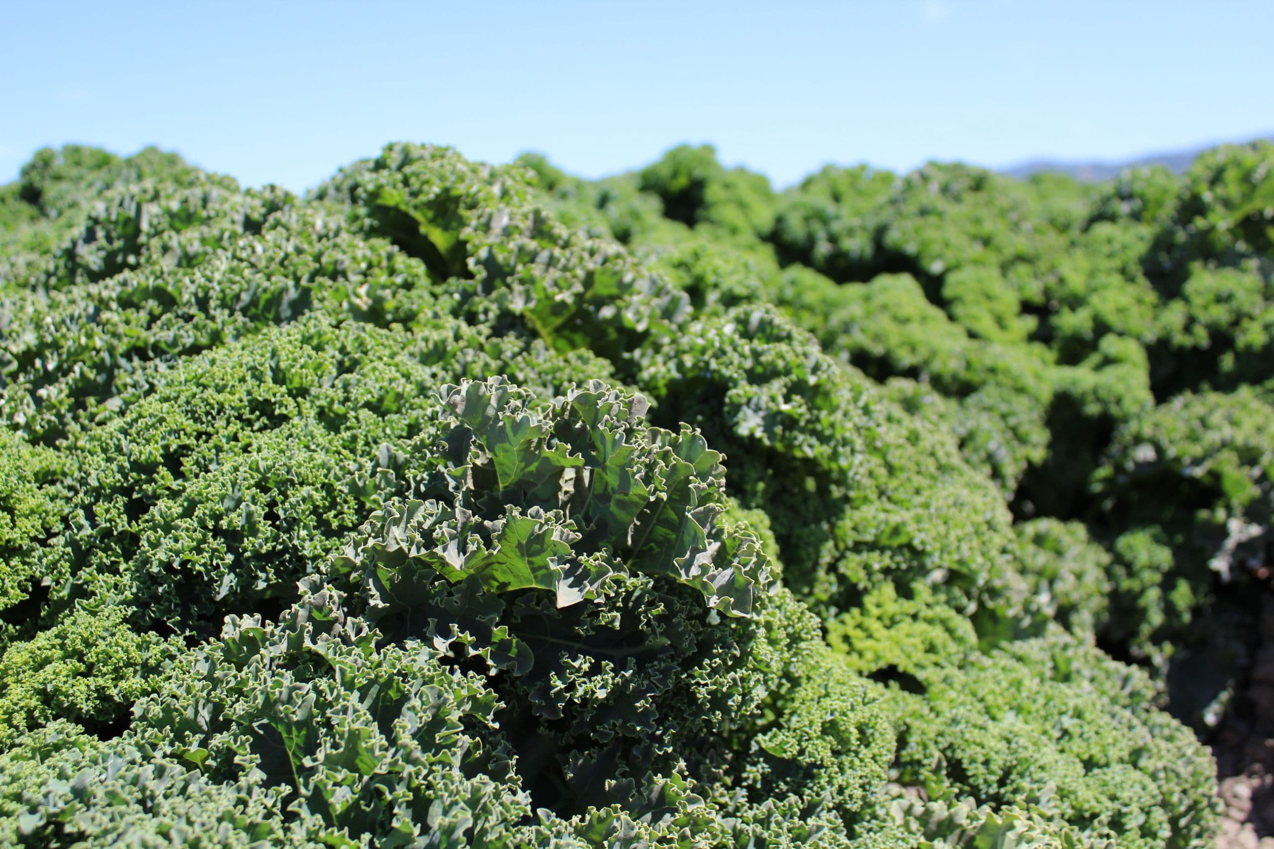 CA Leafy Greens Marketing Agreement New Membership Sign Up Due April 1