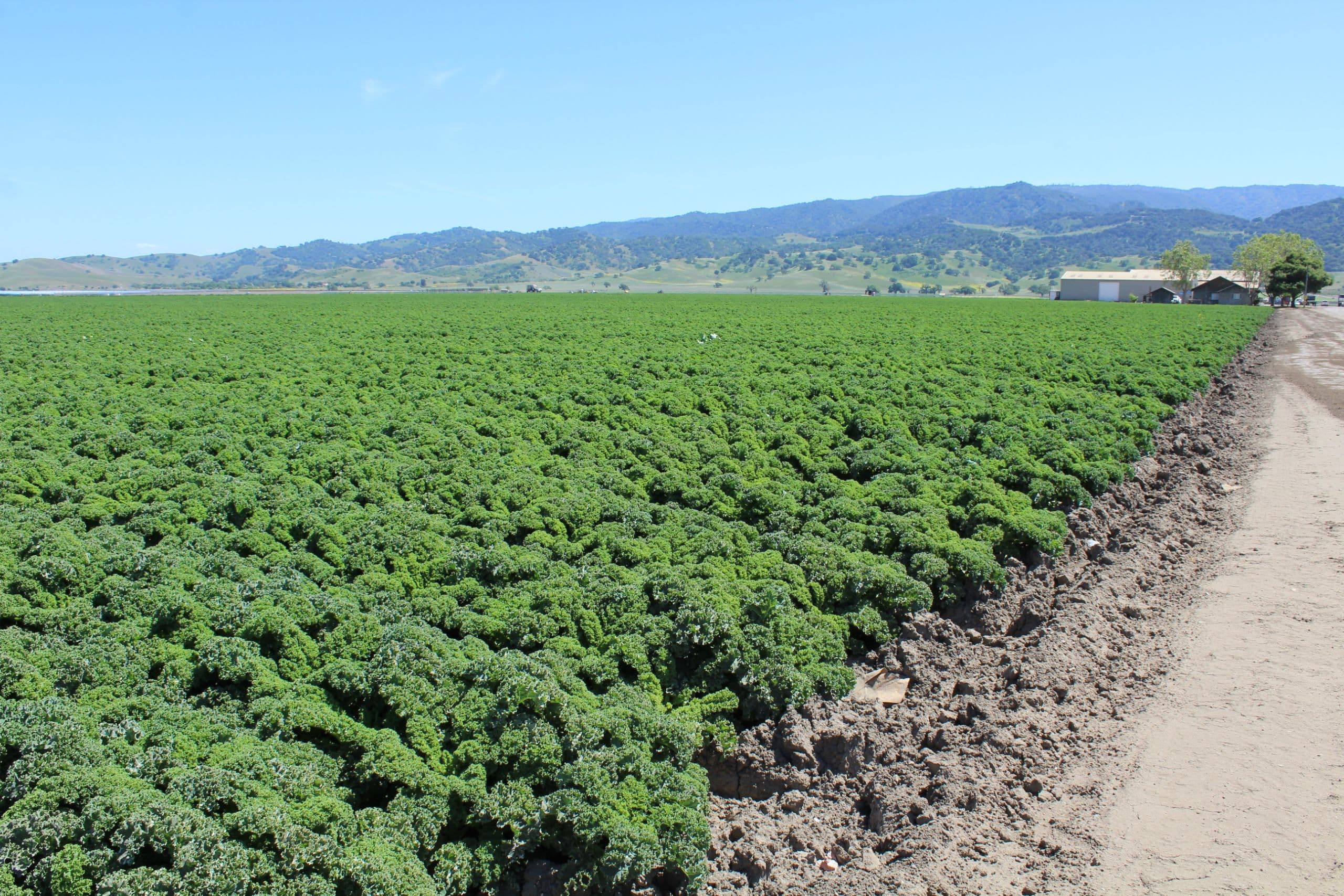 LGMA Partners with Western Growers to Offer Remote Food Safety Audits During Pandemic