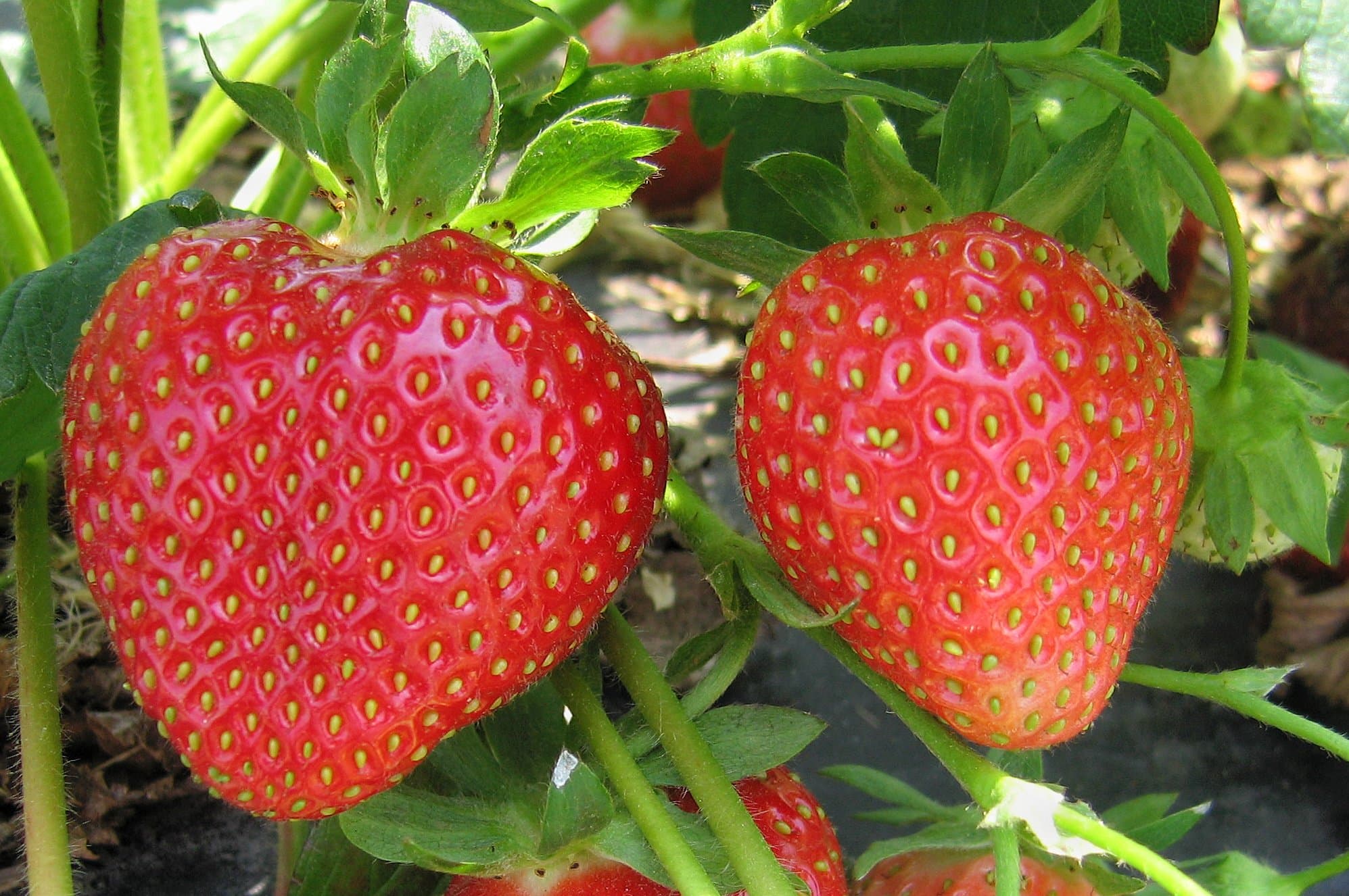 2020 Strawberry Market Outlook with Rabobank
