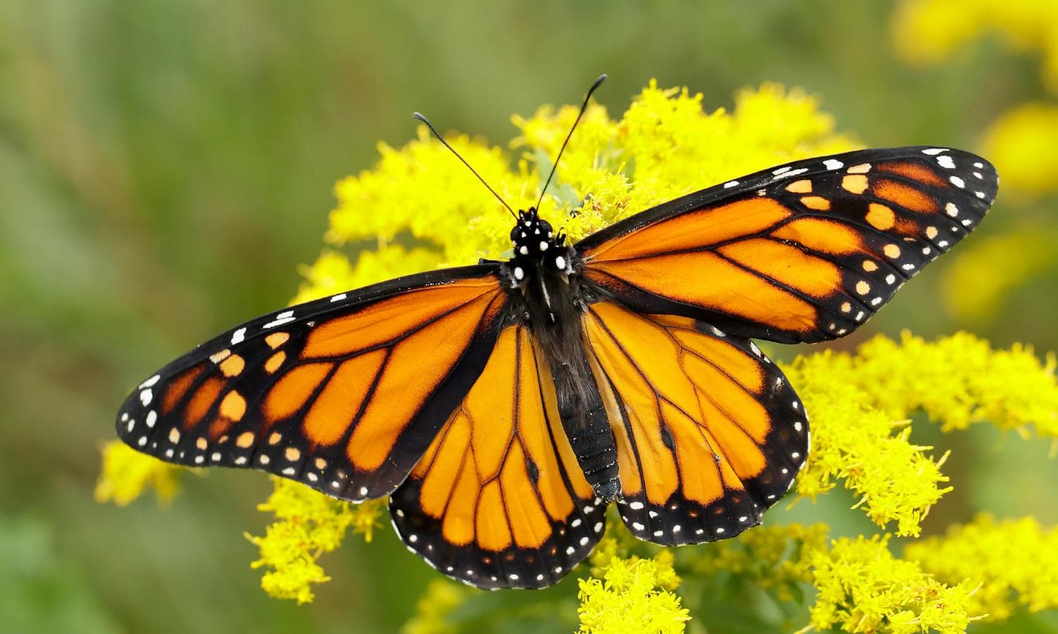 Western Plant Materials Centers Working for Butterfly Conservation