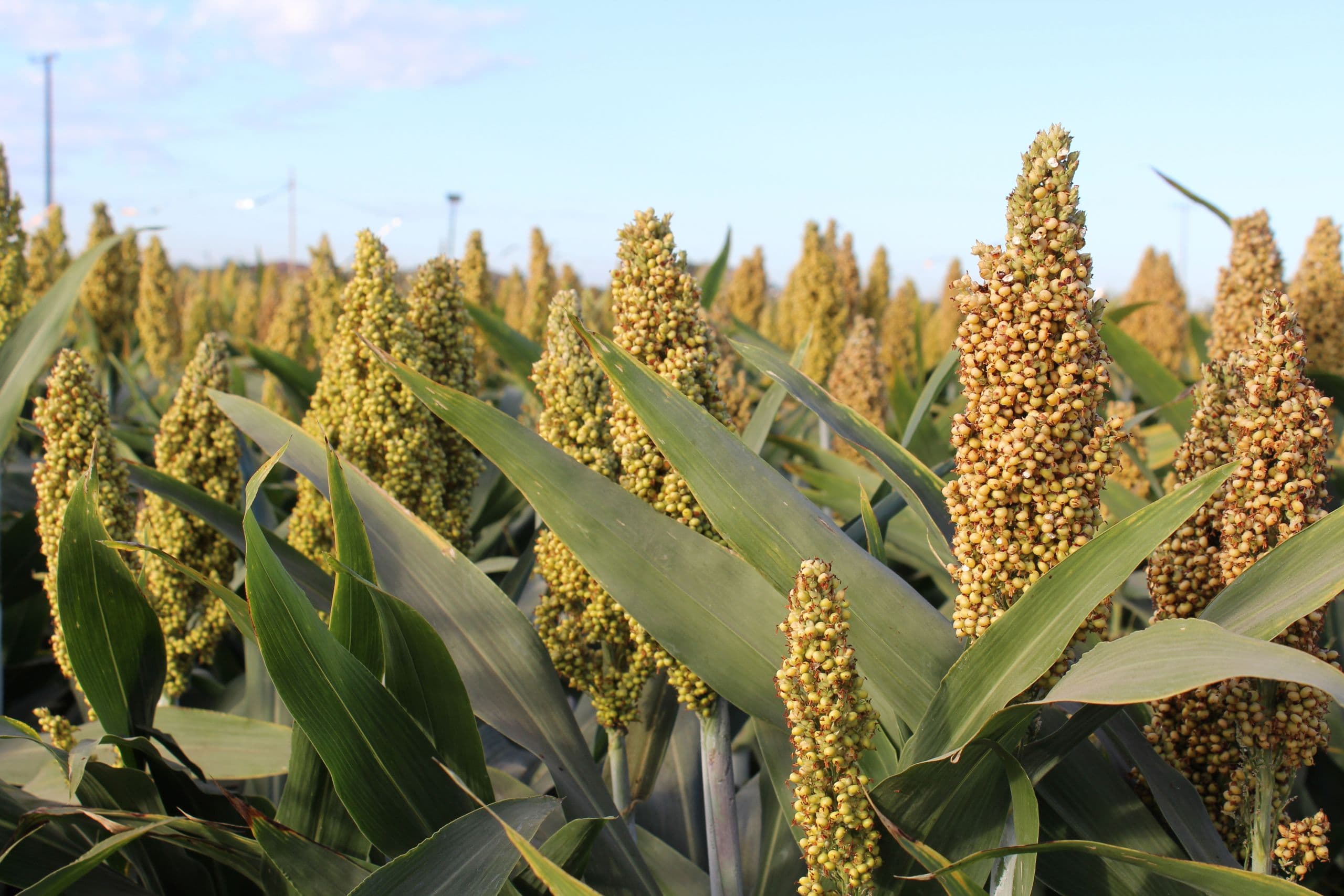 June 30 Last Day to Complete Enrollment for 2020 Agriculture Risk Coverage, Price Loss Coverage Programs