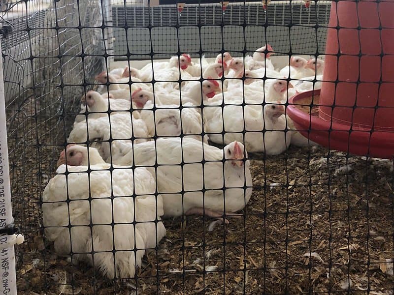 Reusing Chicken Litter Shows Benefits