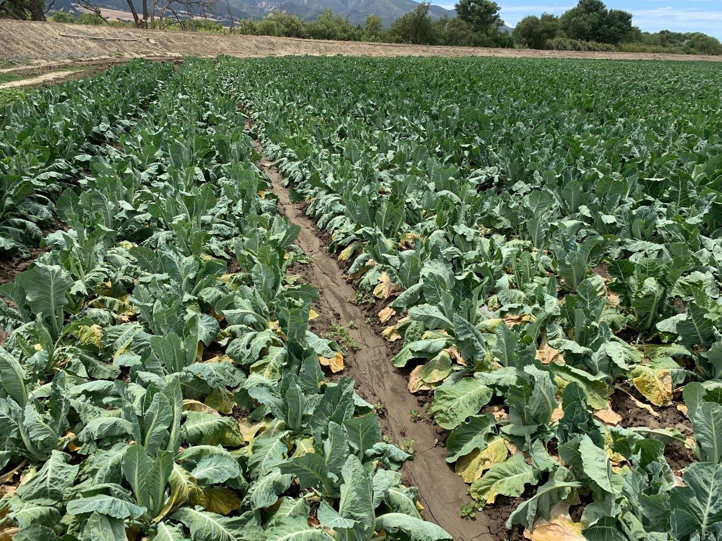 Does Adjusting Soil pH Control Clubroot of Brassicas?