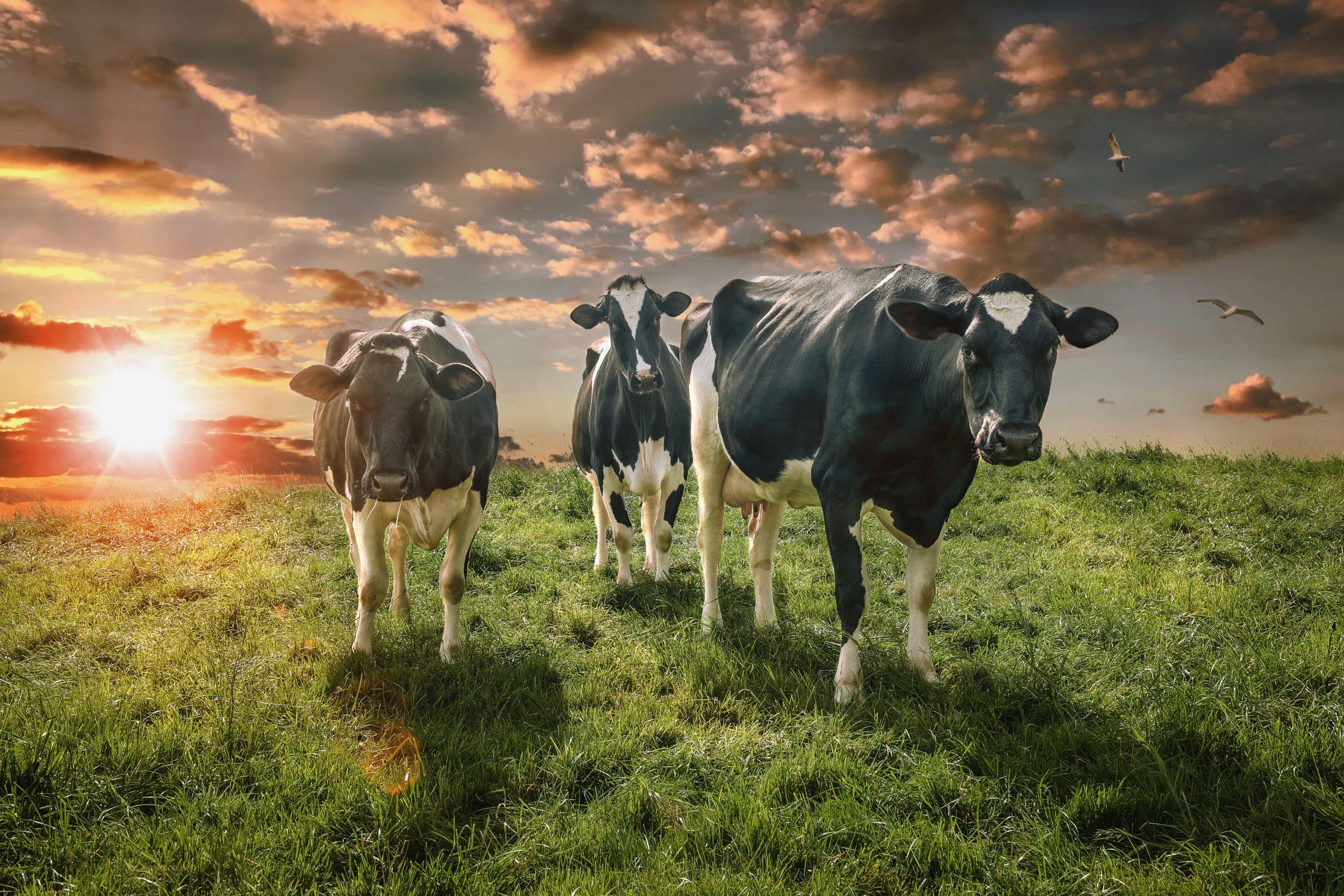 Animal Agriculture Alliance launches Animal Ag Allies Development Program