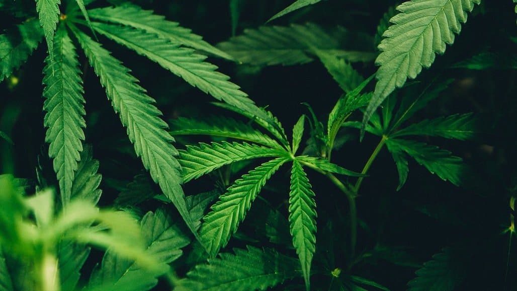 UC Riverside Research Team Fuels the Hemp Revolution