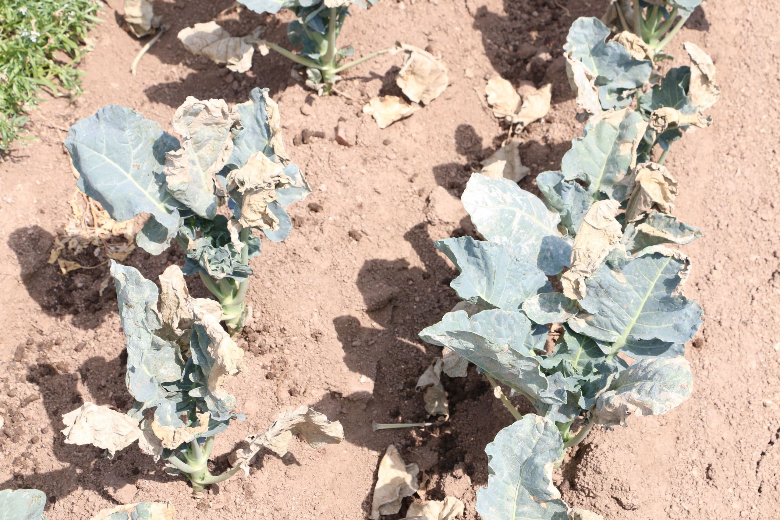 Irrigation Strategies to Avoid Heat Damage to Cool Season Vegetables
