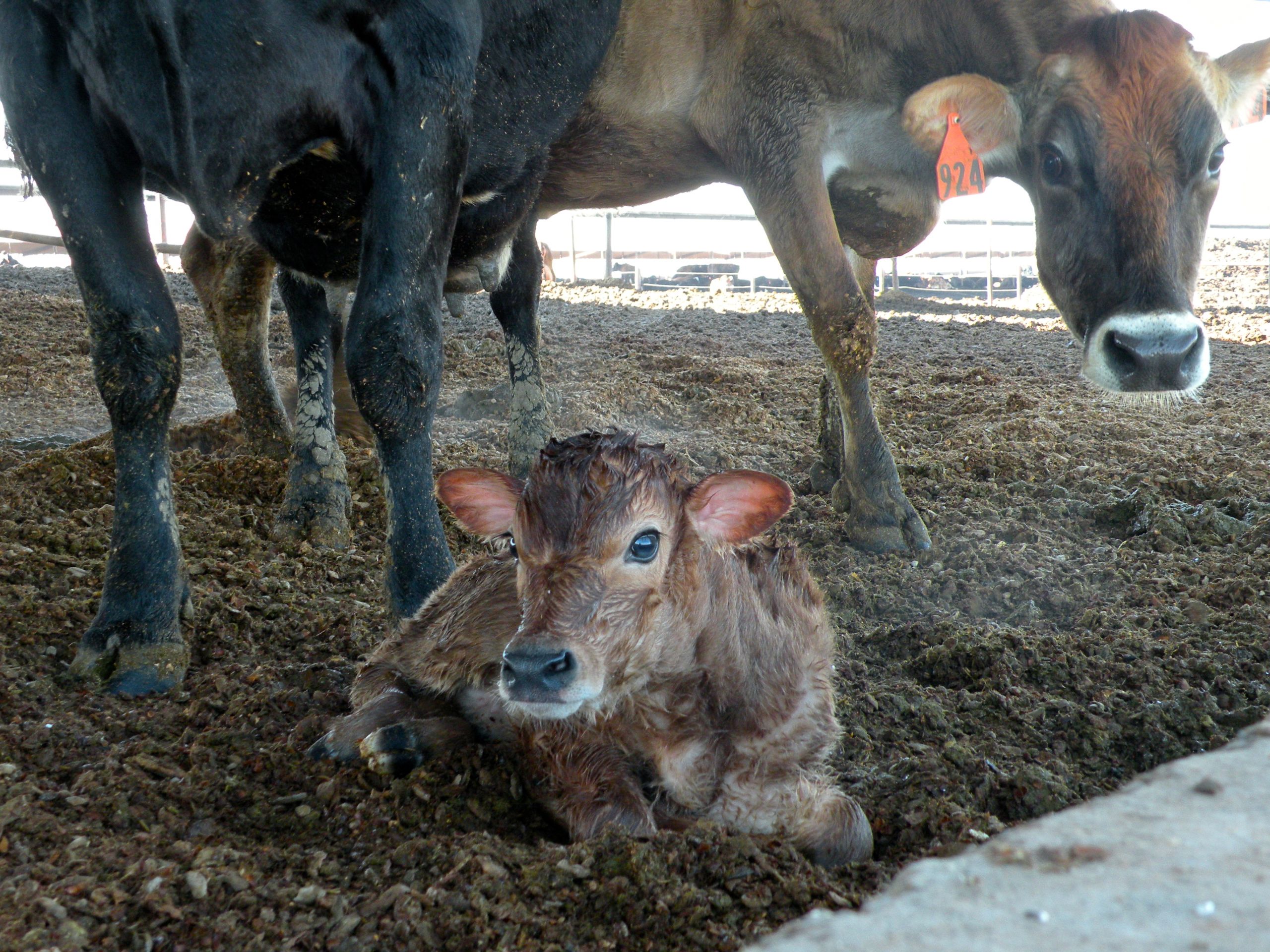 First Meal is Vital for Calf Survival