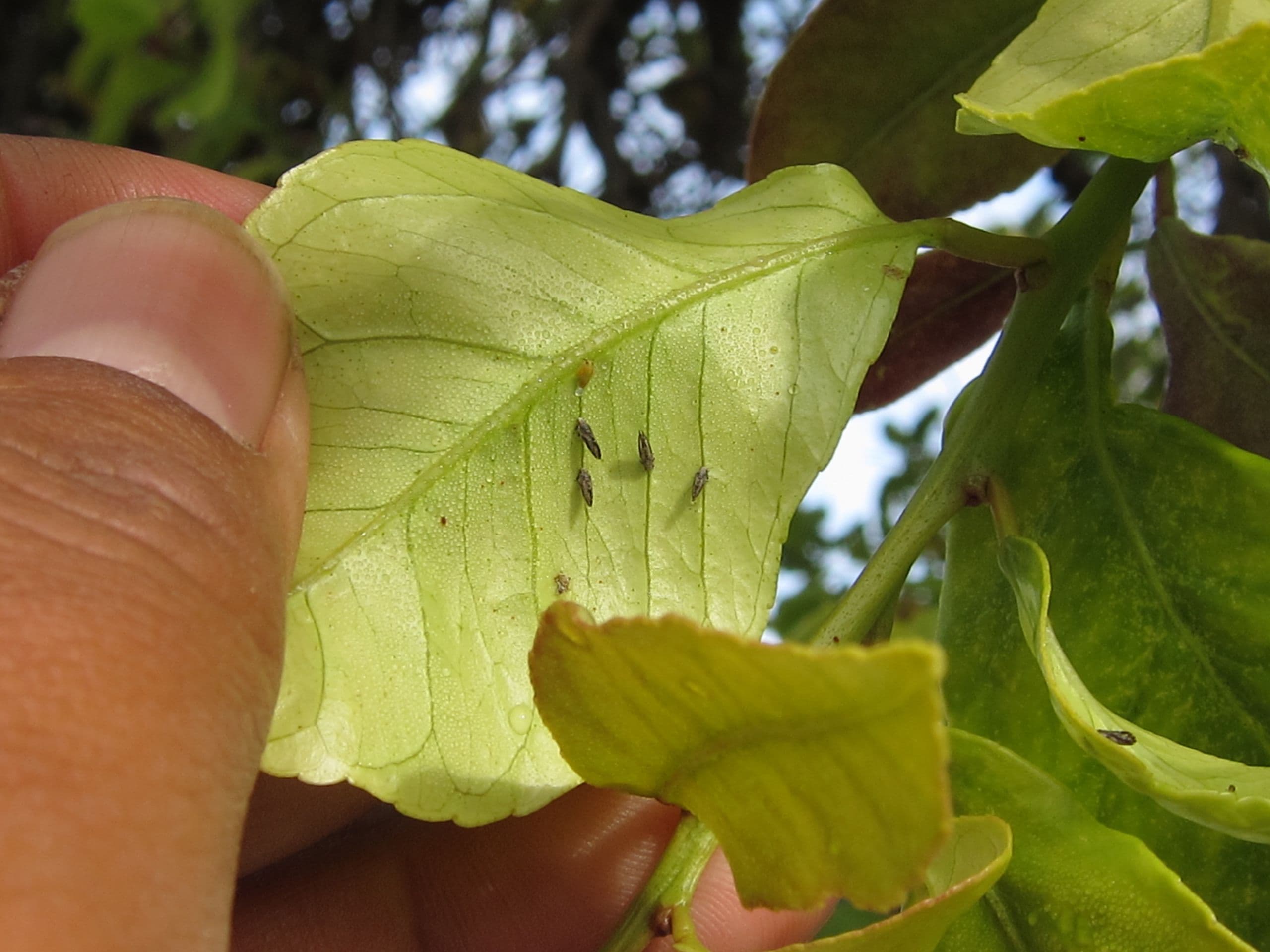 CLas-positive Asian Citrus Psyllid Found in Riverside Commercial Grove