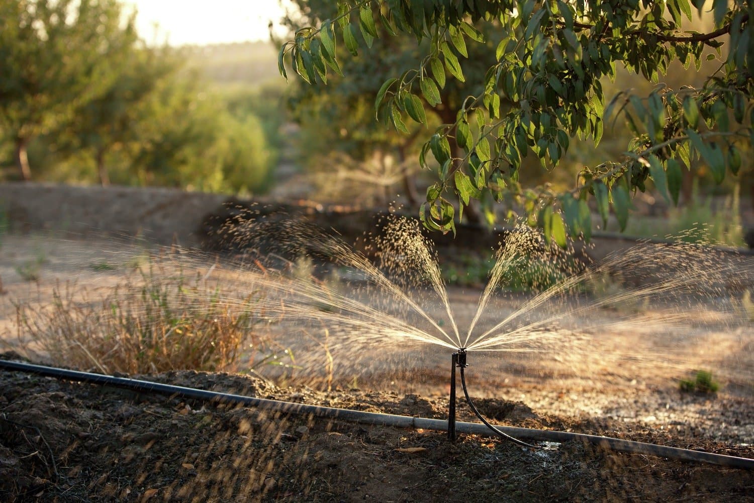Tracking Almond Irrigation Improvement