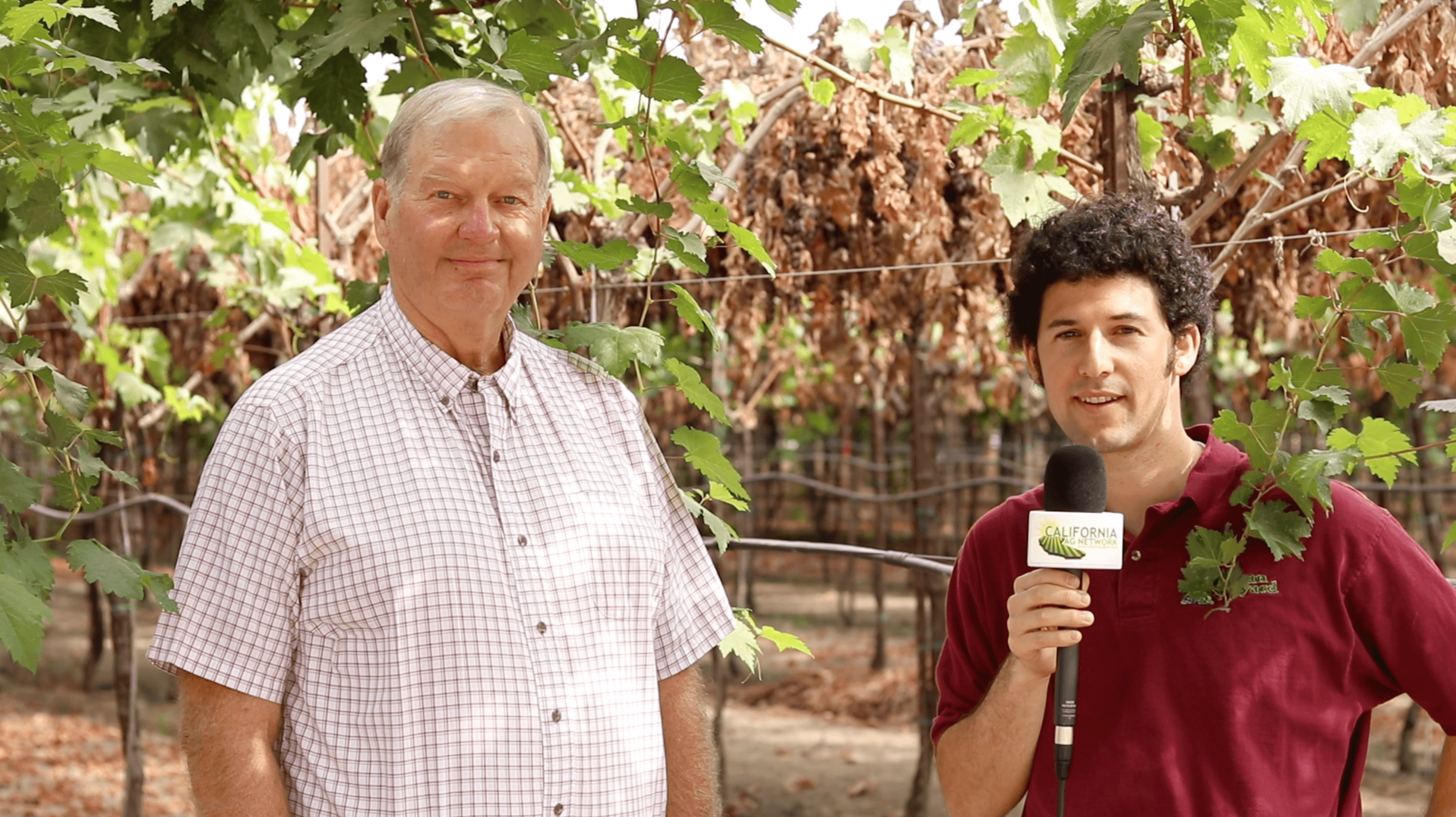 CA Raisin Crop Update & Wildfire Impact