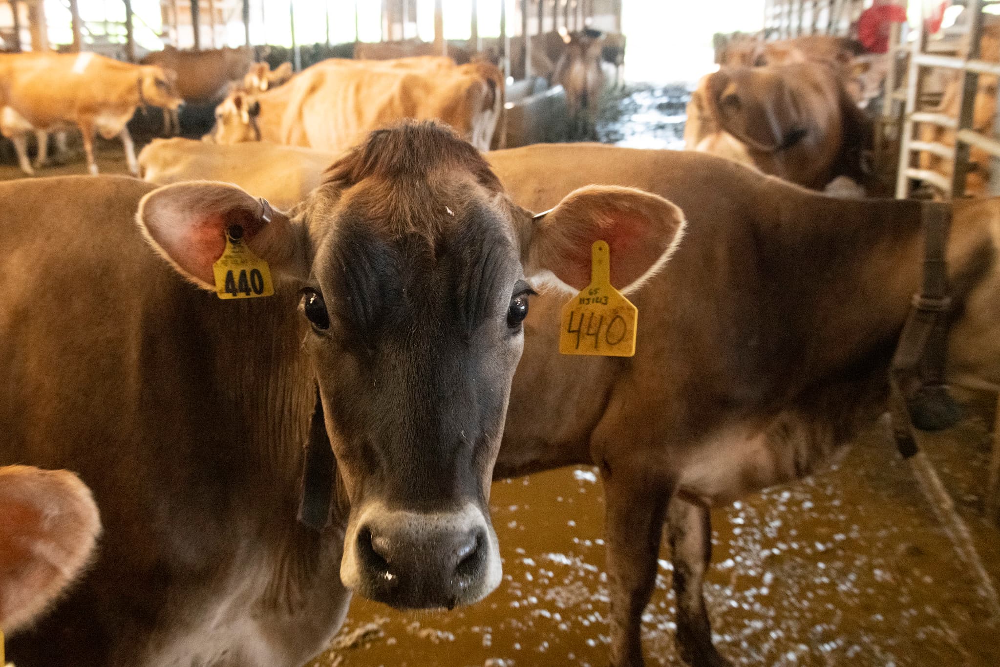 Strong Relationships with Elected Officials, Key in Protecting Future of Dairy