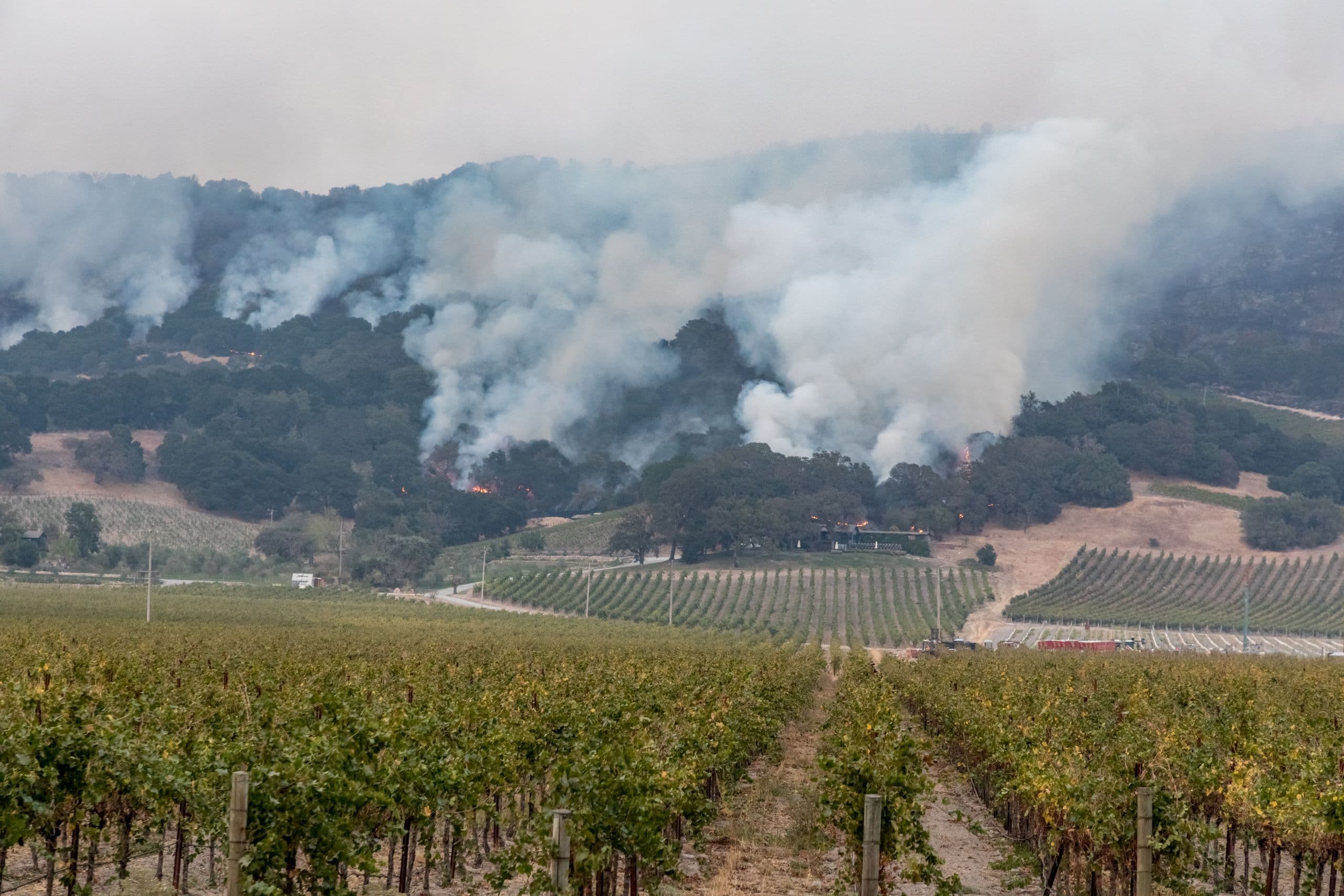 Over 70% of Sonoma County Winegrowers Suffer Losses this Year