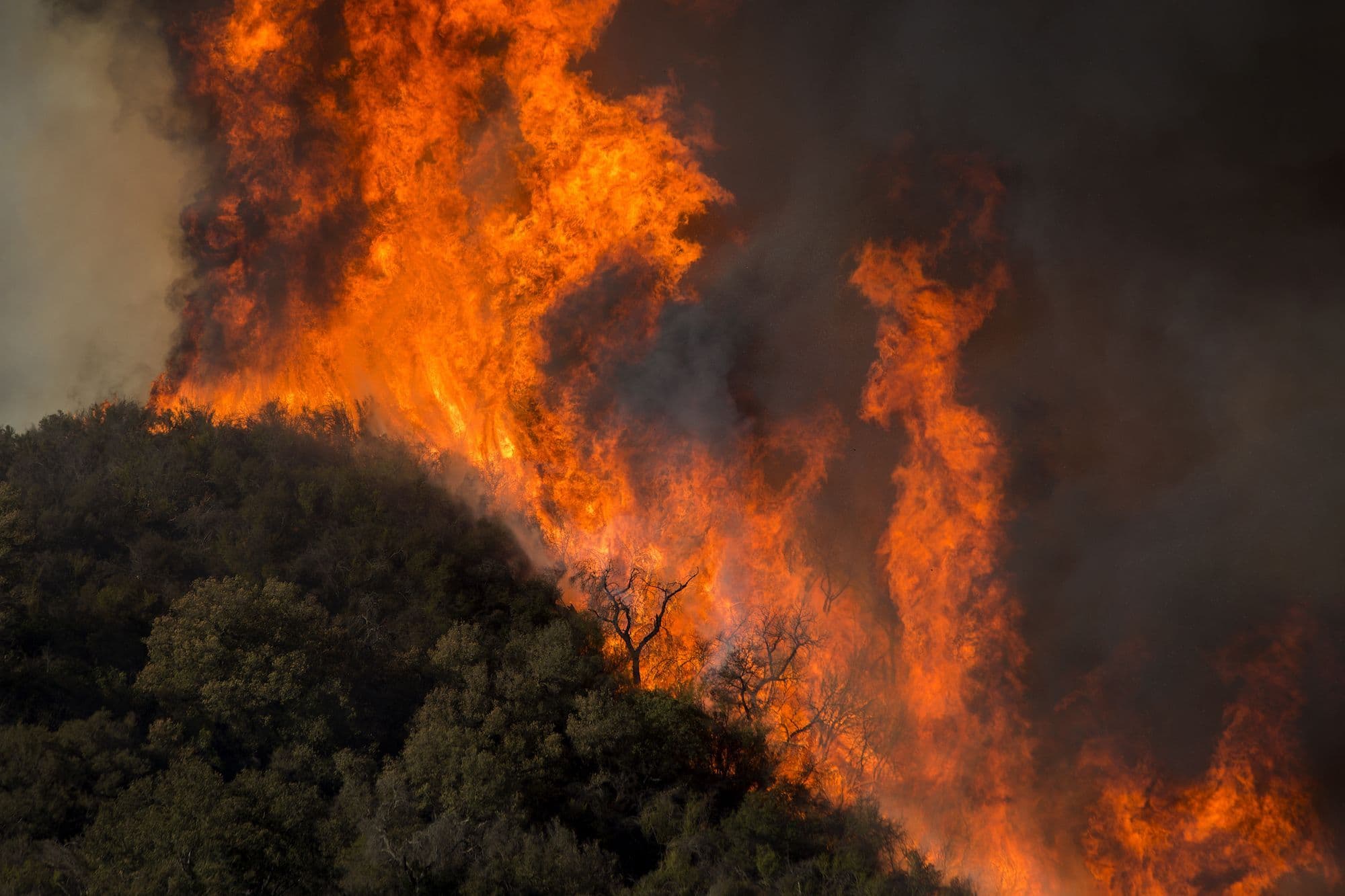 Microbes Escape Wildland Fires on Smoke Particle ‘Life Rafts’