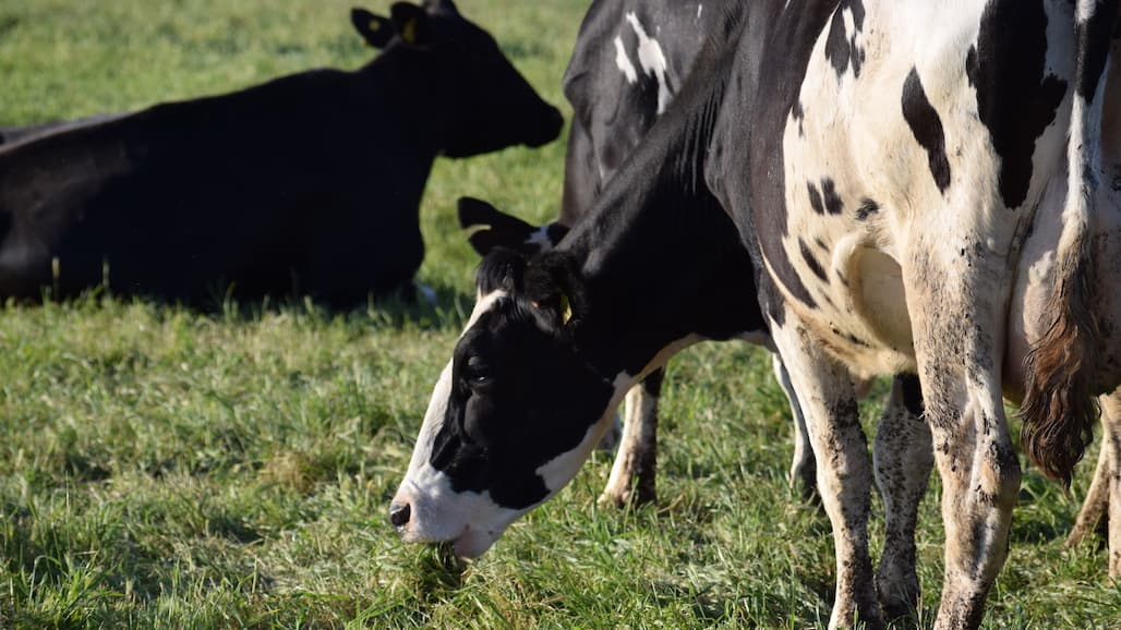 California Dairy Industry Improves Environmental Impact
