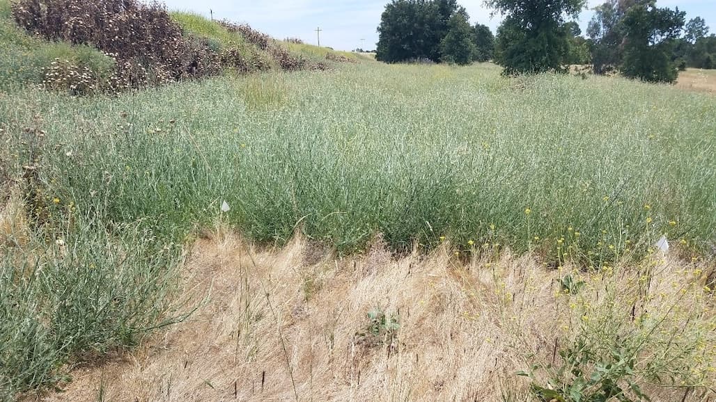 Potential for Late-Season Spraying of Organic Herbicides to Control Yellow Starthistle
