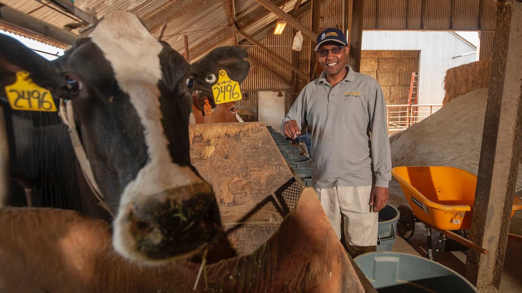 Feeding Cattle Seaweed Reduces Greenhouse Gas Emissions 82 Percent