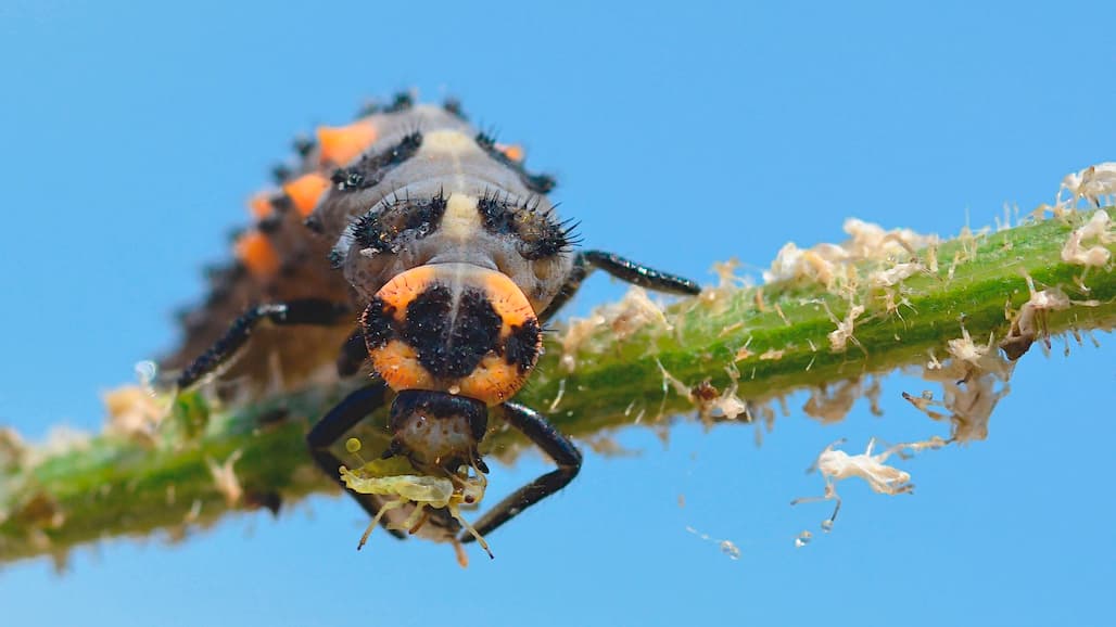 New, Cross-Sector Work Group will Speed CA’s Shift to Safer Pest Management