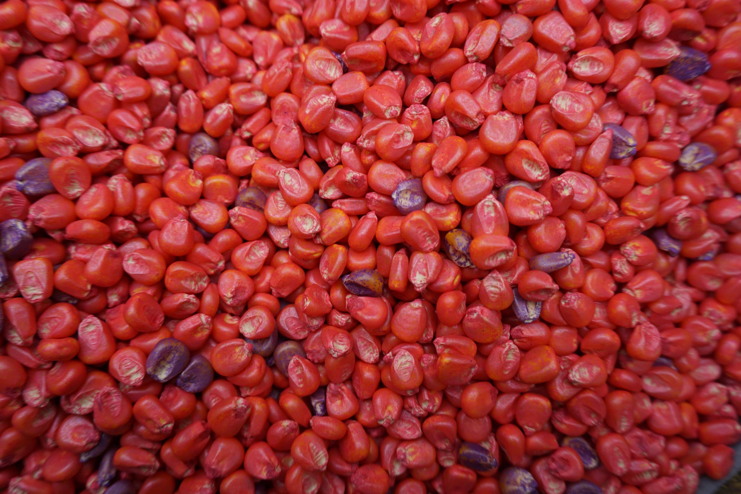 Celebrating Seed Week – Food Security and Hope