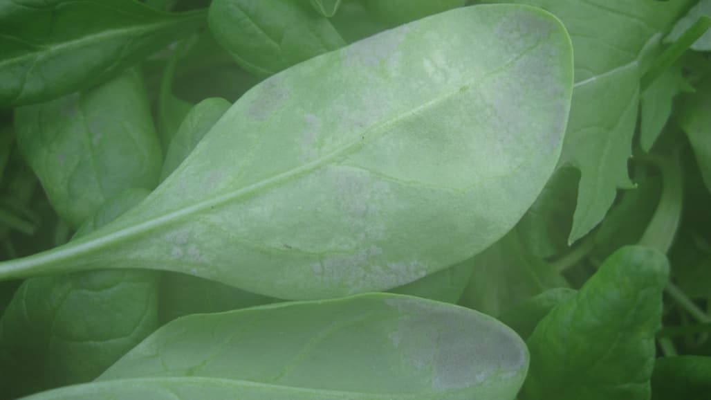 Two New Races of Downy Mildew in Spinach