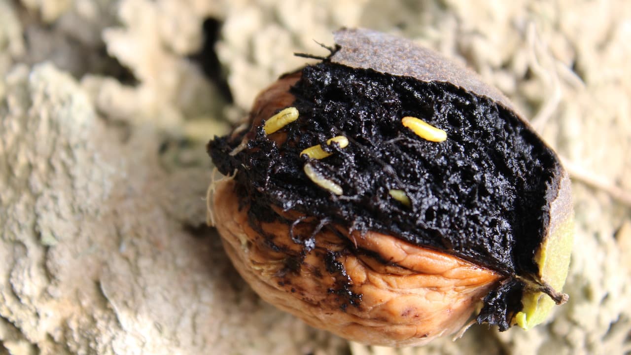 Managing Walnut Husk Fly in the Orchard