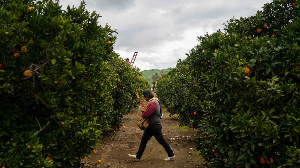 Successful HLB Management Strategy in CA Focuses on Everyone Doing Their Part