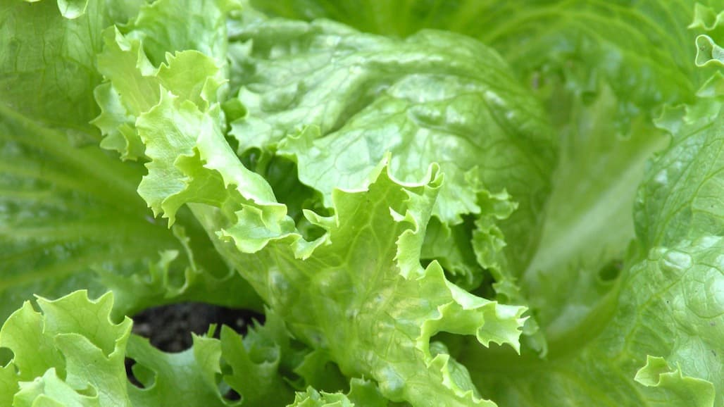 FDA to Implement Sampling Effort for Lettuce Grown in Salinas