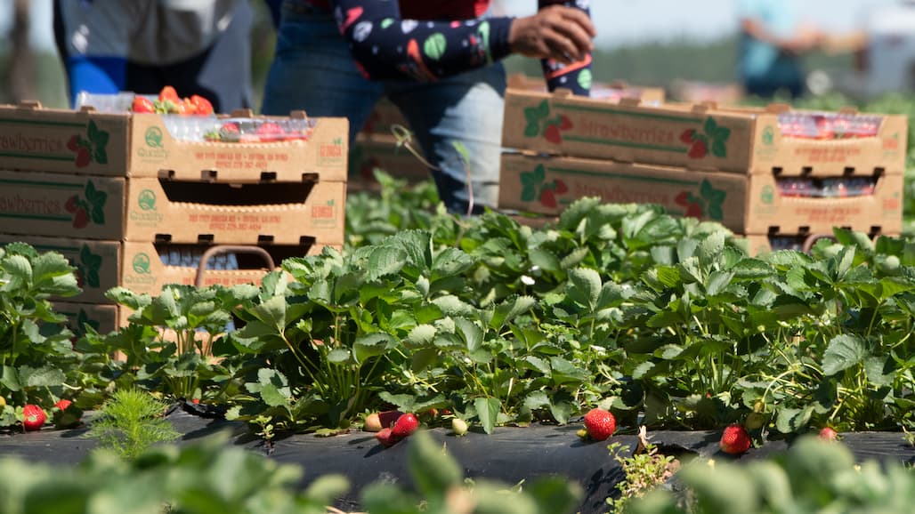 USDA Invests Over $90 Million in Grants for Food Producers Affected by Pandemic