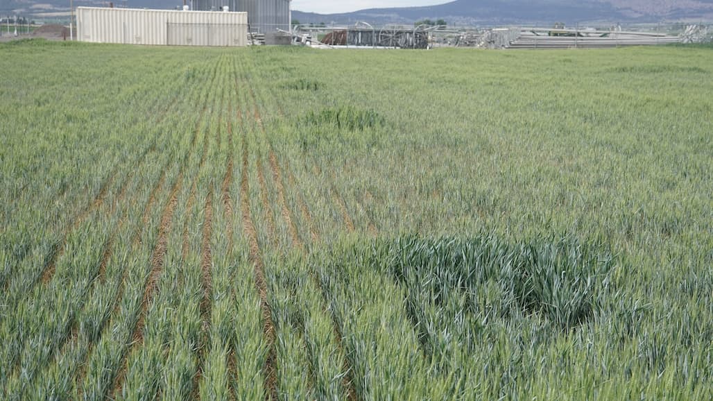 Farming Tips for Enduring Historic Drought in Northern CA