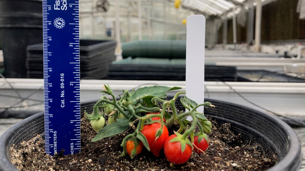 NASA Funds Tiny Tomatoes for Vertical Farming on Earth and Space
