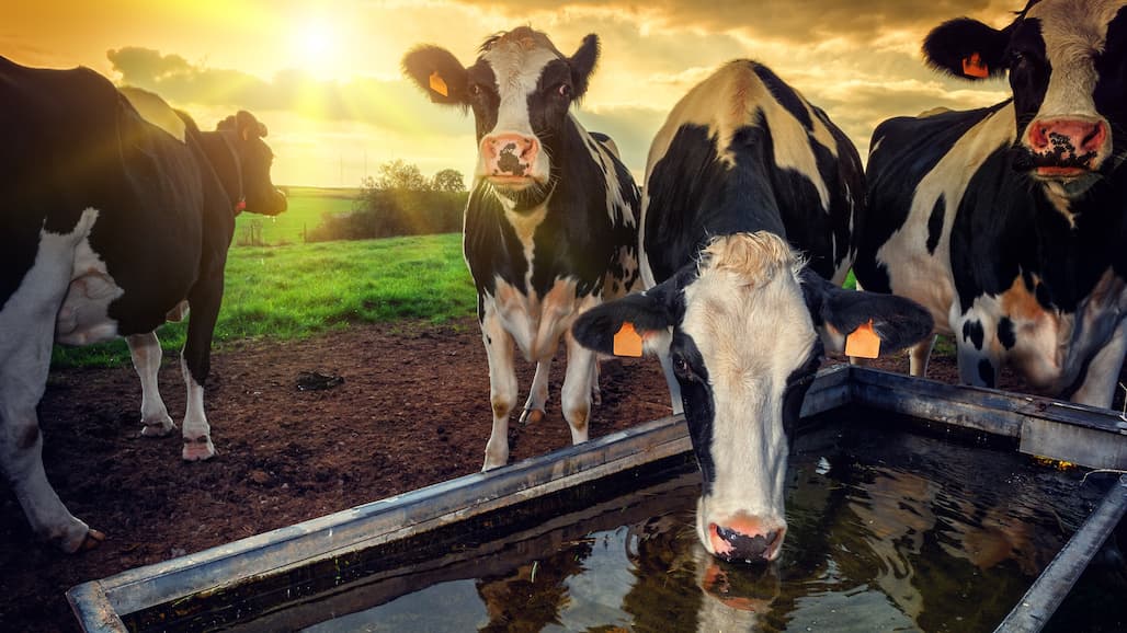 Dairy Families Cite Dramatic Drop in Water Usage in Helping State Endure Record Water Shortfall