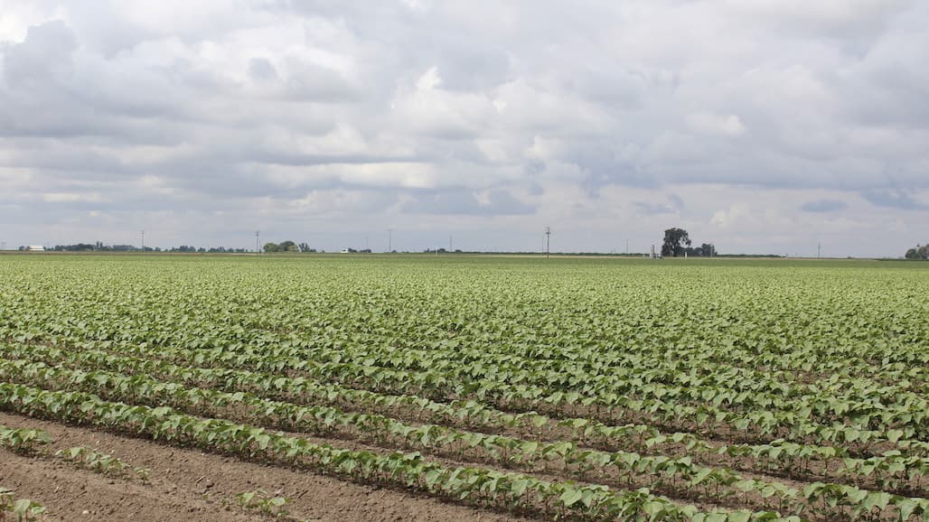 New Pima Cotton Cultivars Show Improved Resistance to Disease