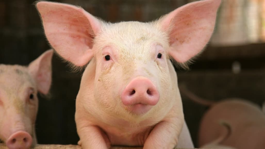 Despite Difficulties, U.S. Pork Exports to Mexico Show Promise