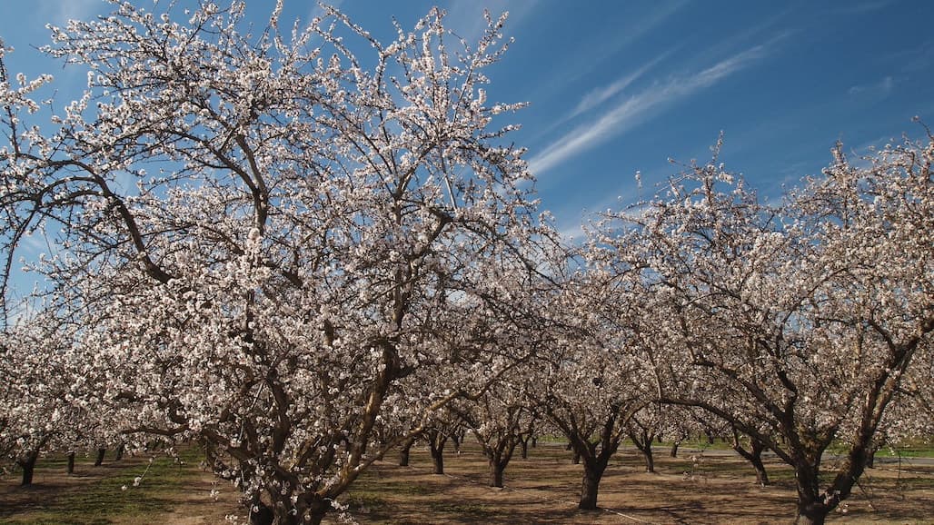 Almond Board of California Announces 2022 Elections