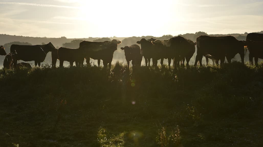 Jack Bobo to Explore at Stakeholders Summit if Animal Ag can Save the Planet