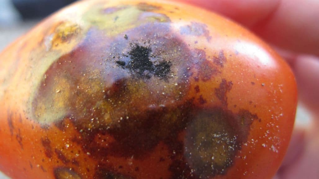 Management of Fungal Diseases of Tomato Webinar, Feb. 23