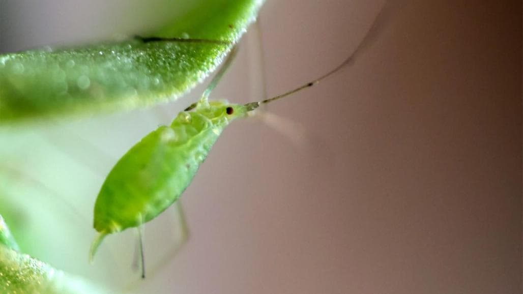 Aphid ‘honeydew’ May Promote Bacteria that Kill Them