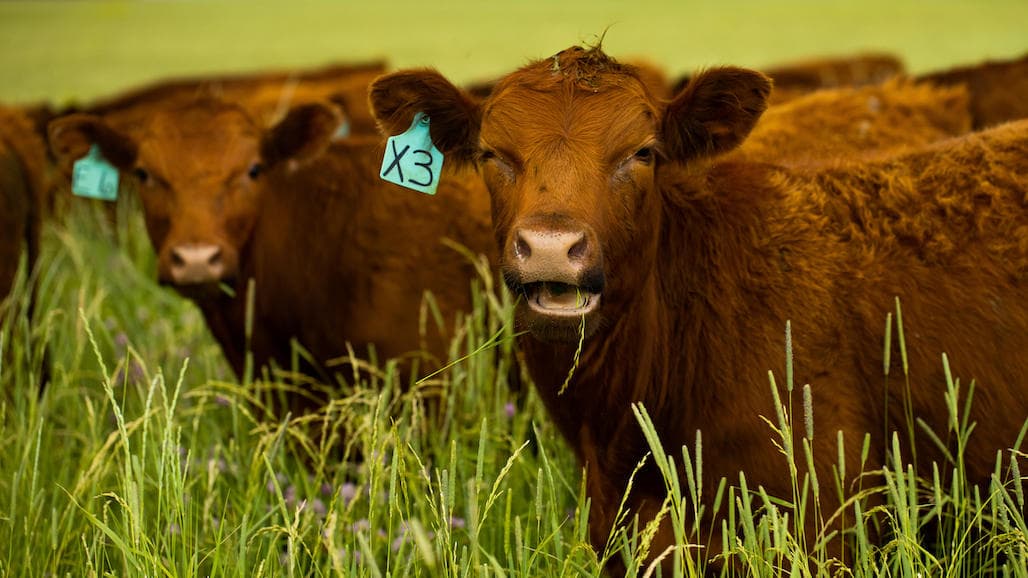 What Your Food Eats Matters, New Research Reveals