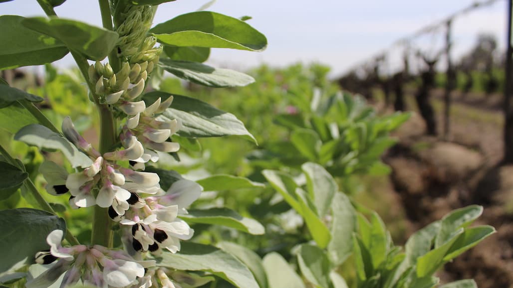 March 10 Deadline for USDA-NRCS Cover Crop Initiative Applications in CA